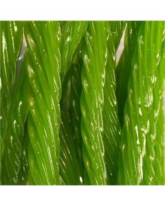 Tender Heifer Snack Co. Green Apple Licorice Candy - 16 Ounce